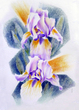 Small iris fineart giclee print 50 x 70 cm von werner f hutzler malkunst mischtechnik